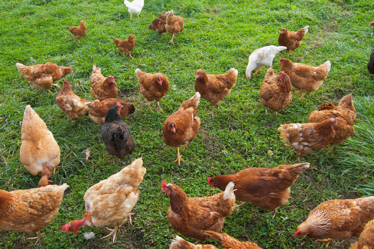 transforming poultry waste into organic fertilizer a circular agriculture solution